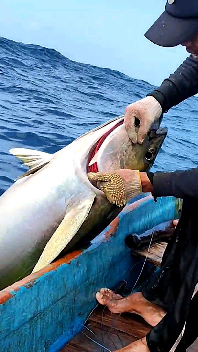 catching BIG TUNA Umpan Hidup 1 Ekor 😱