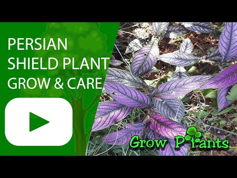 Persian shield plant - grow & care (Strobilanthes dyerianus)