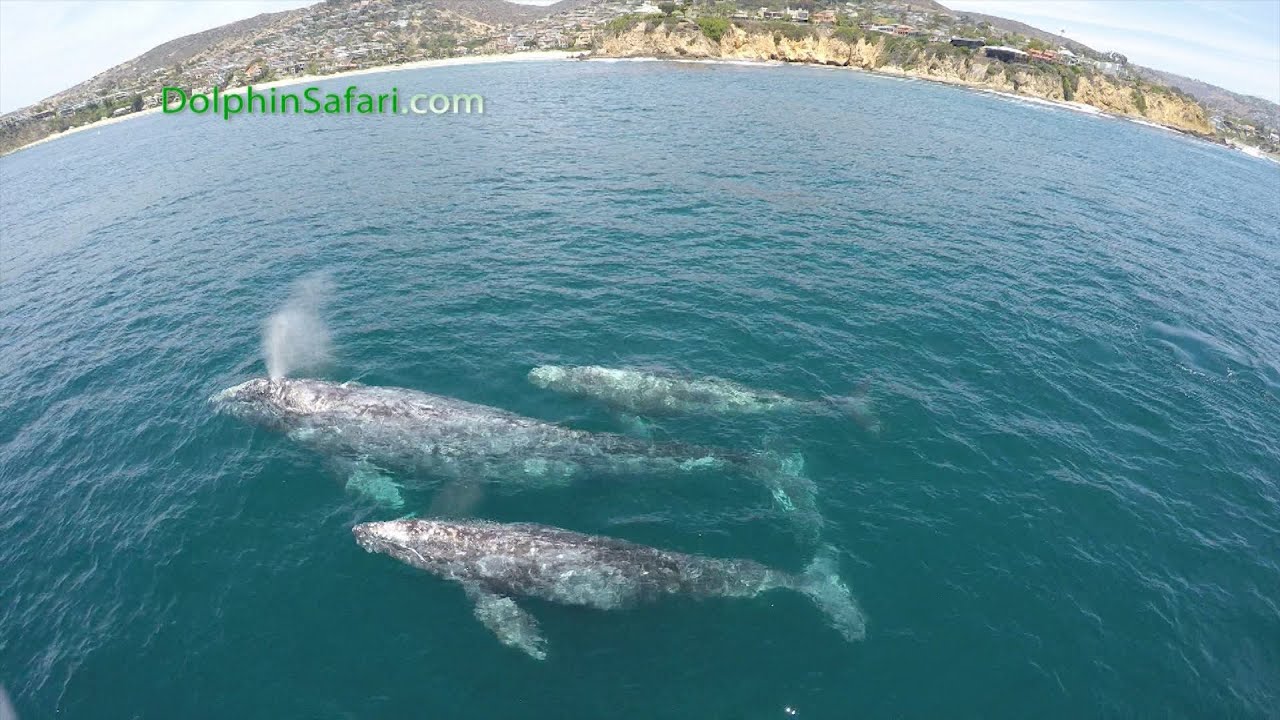 Coupons dana point whale watching