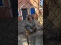 Macaquinho nervoso😂 #pets #engraçado #fofos #macaco #domestic #animais
