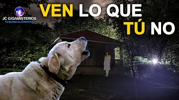 ¿Saben los perros cuándo lloran los humanos?