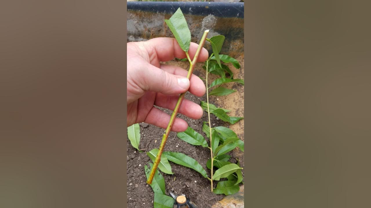 Rooting Fruit Tree Cuttings YouTube