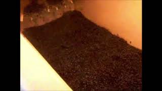 Blueberries IQF OctoFrost Frozen