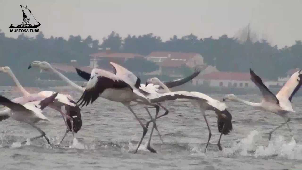 Birdwatching. Flamingos (Pheonicopterus roseus) na Ria de Aveiro (Murtosa - Portugal).