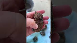 Part 2…..other rocks I found besides petrified wood