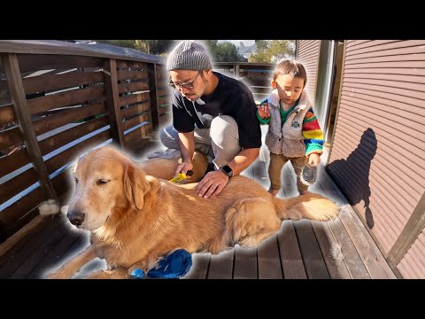 ブラッシング担当が増えてご満悦の愛犬がこちらです