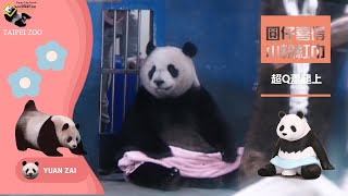 20240320 圓仔喜提小粉紅巾玩，有保育員陪看玩得更嗨，還跟泡湯扭蛋公仔姿勢一模一樣，百分百還原太可愛了 The Giant Panda Yuan Zai