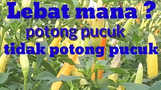 lihat buah cabe potong pucuk dan tidak potong pucuk