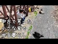 小さな家をDIYして楽しむ/犬と猫と田舎暮らし