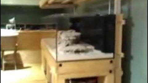 DIY Automated Aquarium Hood Lift With Linear Actuators