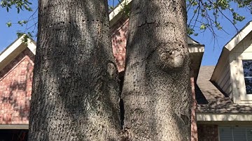 Dying Ash Tree | Help Me Save A Tree