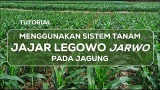 Tutorial on Using the Jajar Legowo (jarwo) planting system for Corn to Increase Productivity