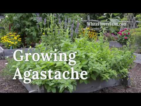 Video: Informace o pěstování agastaše v zahradě