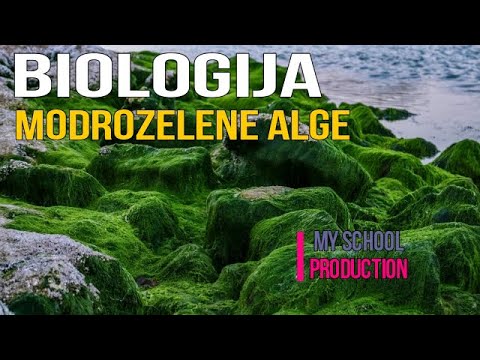 Modrozelene alge