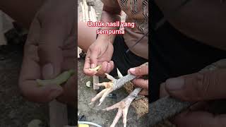 Are Bab re 🤔🐔👈 #roosterfarm #chicken #cheenaaseel #aseelmurga #ytshorts #birds #animals #swataseels