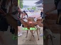 外国人の日本の鹿の餌やりと遊び 💋🫎❤️