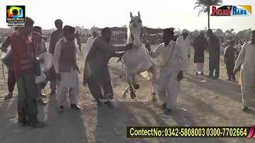 Anokha Ladla ll Horse Dance ll Mari Qutab Kahroar Pakka Lodhran 30 January 2022