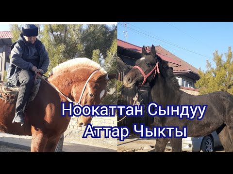 Video: Ачыткы кара буудай наны: камырдын орнотулушунун өзгөчөлүктөрү