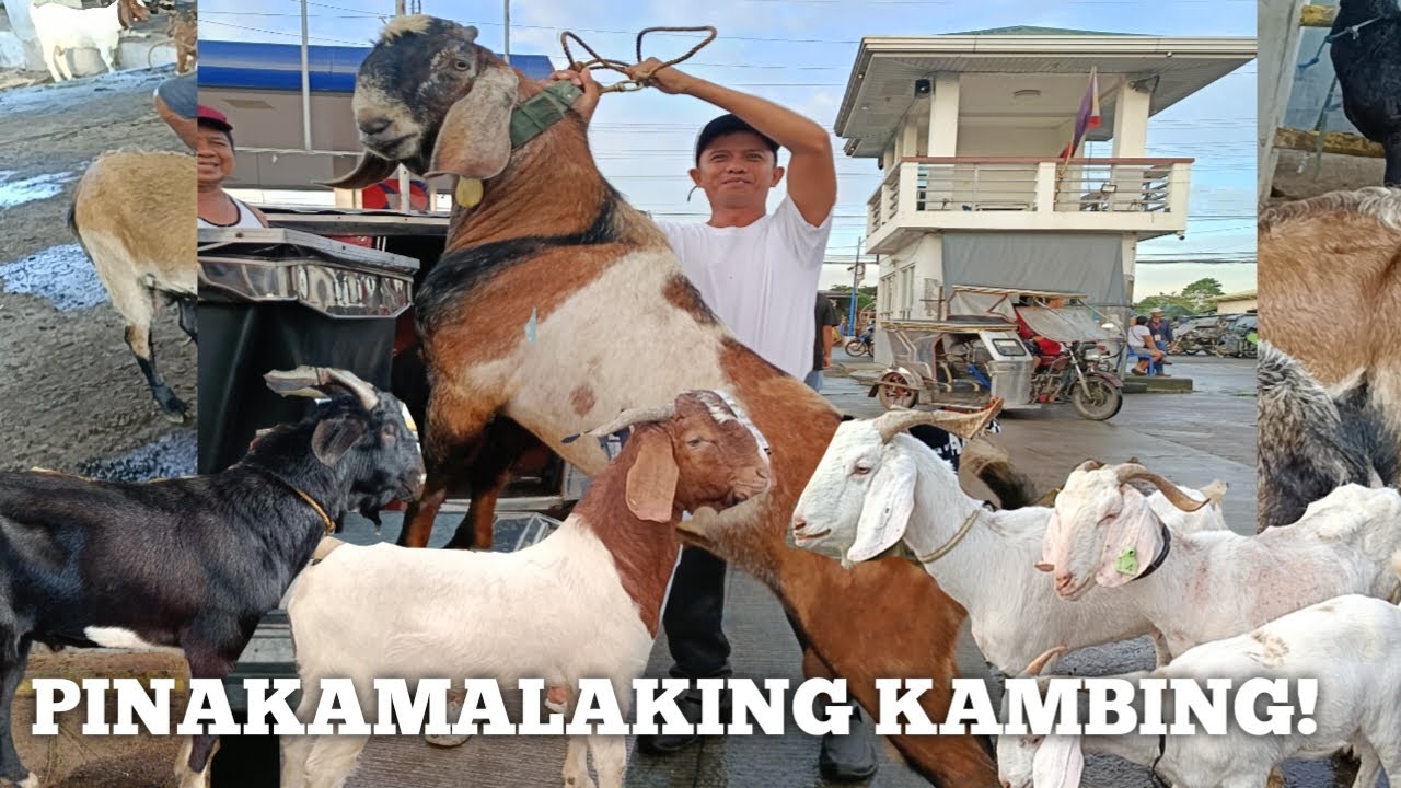 Mga Quality na kambing ang Dumating!