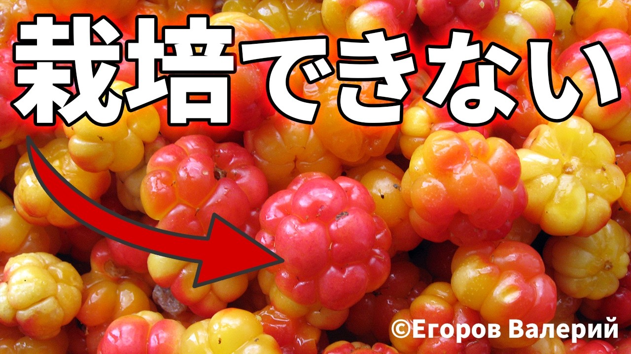 世界で最も美味しいベリーを商業栽培できない理由【クラウドベリー