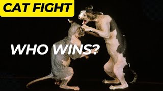 Cats Fighting Who Will Win? by Royal Animals 👑 1,738 views 1 year ago 2 minutes, 18 seconds