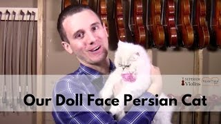 Our Doll Face Persian Cat