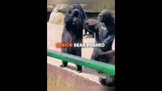 This Bear Was Heartbroken