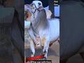 Ramadan Mubarak 🥰 #cow #trending #shorts #shortvideo #shortsfeed #yt #viral #agro #cattle