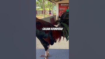 Gary Gilliam Roundhead