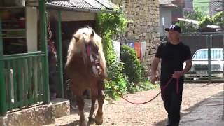 Armasar De Monta Capusu Mare, Cluj 4 Mai 2018