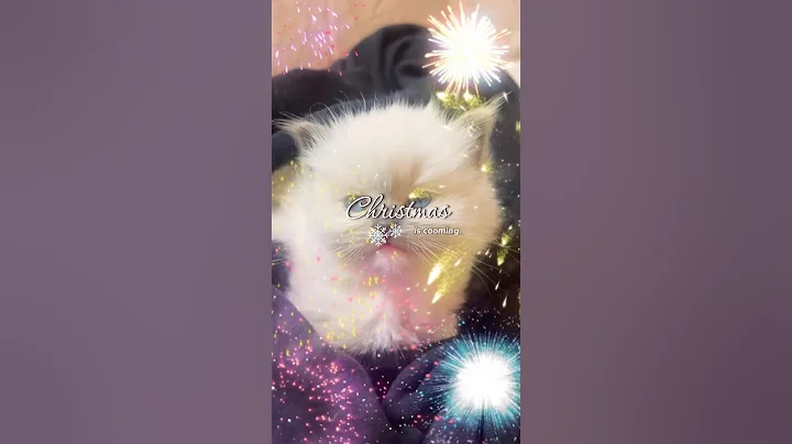 Video 11863761: cat kitten love cute, cat funny love kitten