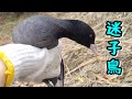 迷子の鳥が変わった足の持ち主だったお話【ニワトリ／バンブルフット治療】#79