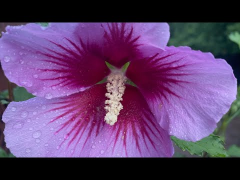 Purple pillar rose