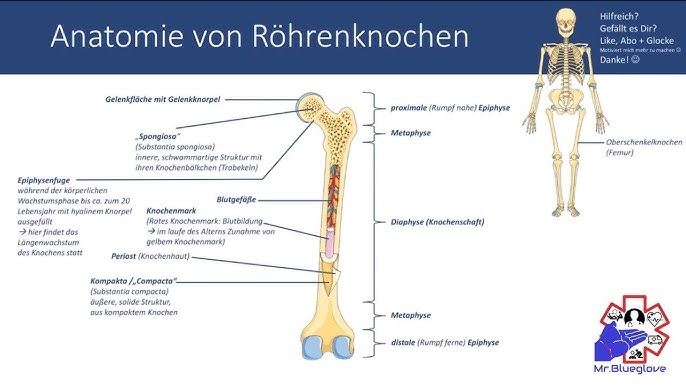 Knochen - Haltung und Bewegung  alpha Lernen erklärt Biologie 