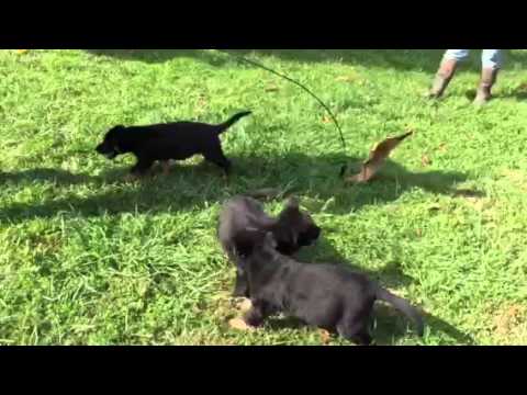 video phone beyonce mp3 R Litter 6 Weeks Old