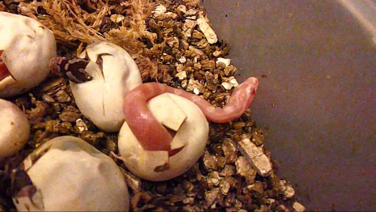 intercourse town pennsylvania Corn Snake Babies Hatching - Cute Baby Yawns!
