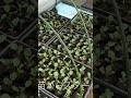 春作業のんびりスタートしてました😄