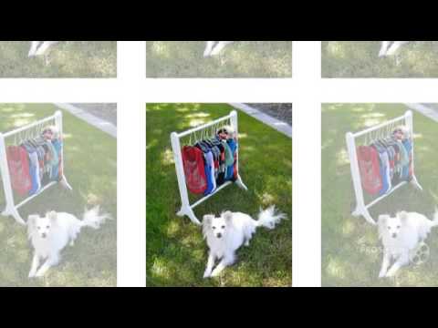 Pomchi Dog breed my dog is shaking