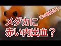 メダカ 病気 赤い点 174011-メダカ 病気 赤い点