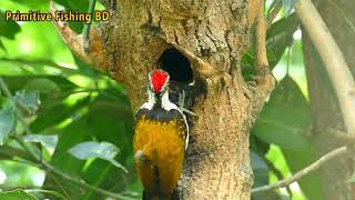 Woodpecker Birds Makes Nest In The Tree