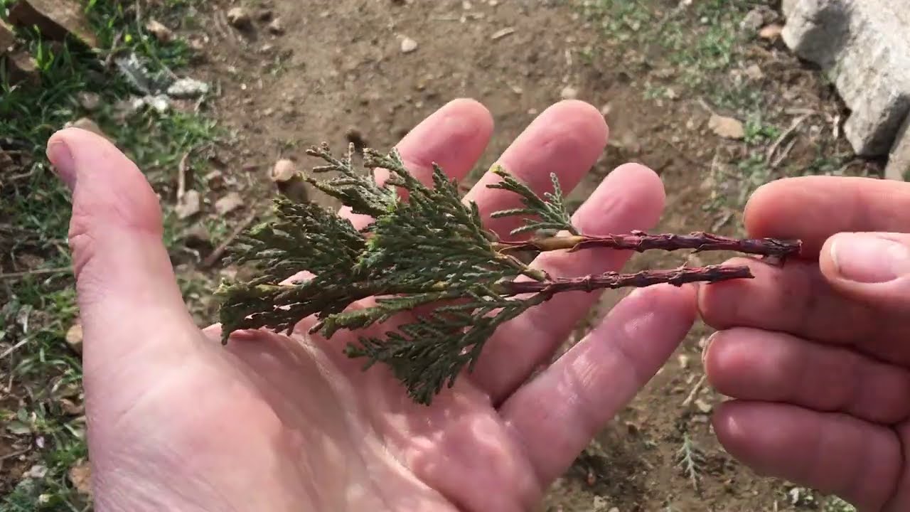 LEYLANDİDEN ÇELİK NASIL ALINIR ?  NASIL ÇOĞALTILIR ?(Cupressus Leylandi)