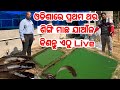First time in odisha singhi macha cat fish farming with live breeding sale explained in odia