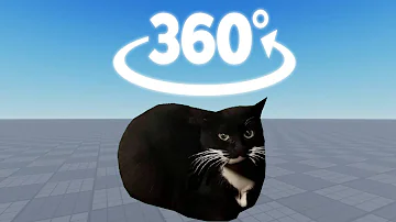 Maxwell the cat dances in 360°