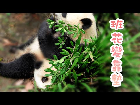 《熊貓早晚安》大熊貓和花：我看我不是“班花”，是大家的專屬靠墊  | iPanda熊貓頻道