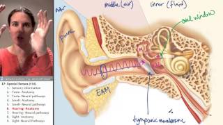 Special Senses 6- Ear anatomy