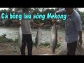 Mùa cá bông lau sông Mekong, với những món ngon nhớ đời