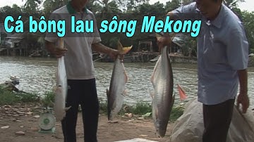 Mùa cá bông lau sông Mekong, với những món ngon nhớ đời