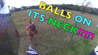 Its got balls on its neck! || Teaching a goat to say VTEC