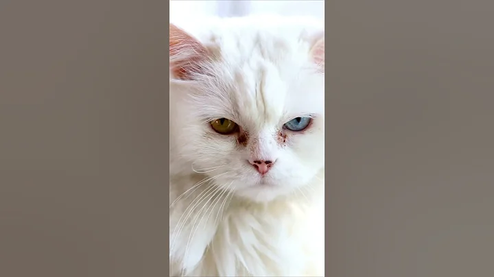 Video 1959201: cat farm, funny farm animals, dog farm