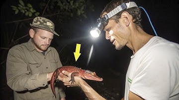 Scientists Discovered New Crocodile Species